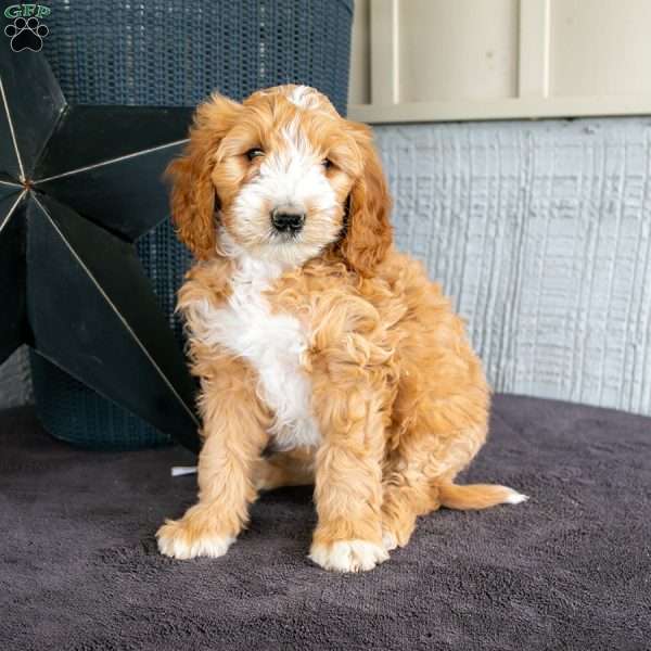 Corey, Mini Goldendoodle Puppy